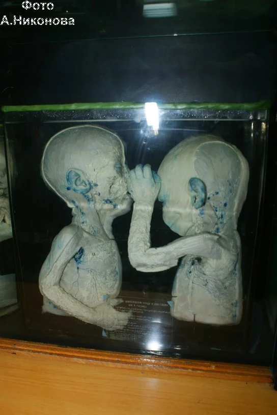 Клинической анатомии и оперативной хирургии