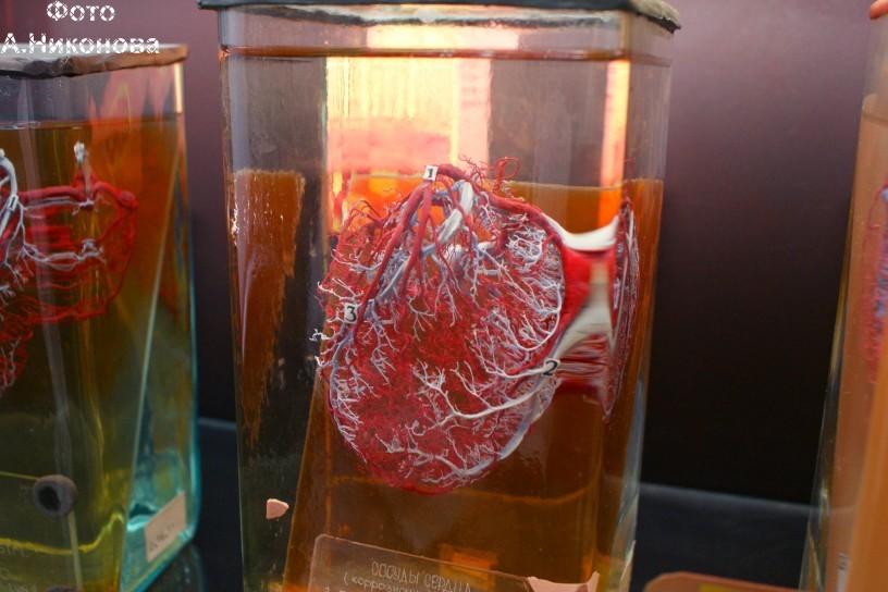 Клинической анатомии и оперативной хирургии